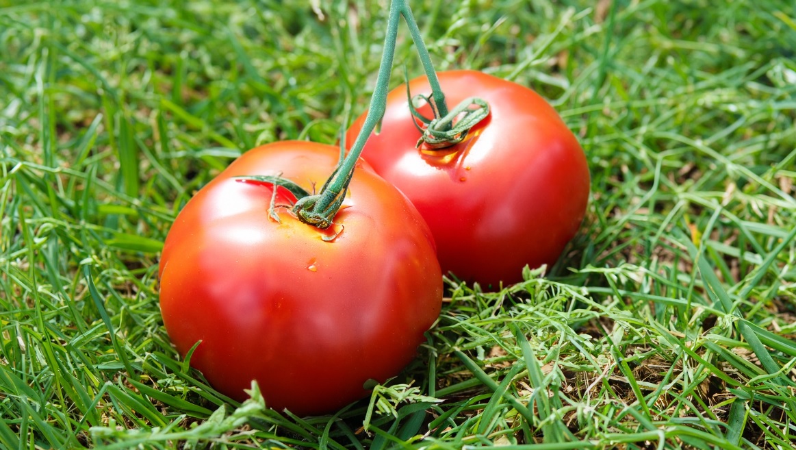 In welcher Bodenart werden Tomaten gepflanzt?